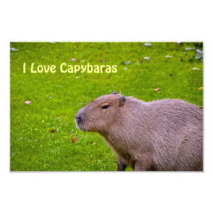 I Love Capybaras Photo Enlargement
