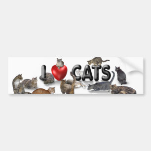I love Cats Bumper Sticker