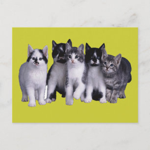 I love Cats from Junglewalk.com Postcard