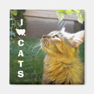 I Love Cats magnet