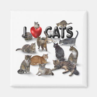 I love Cats Magnet