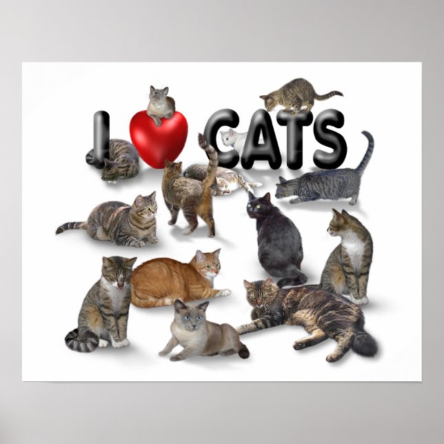 I love Cats Poster (Front)