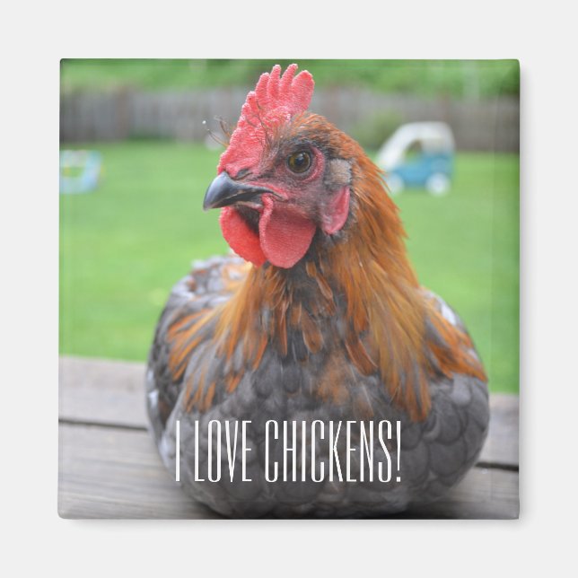 I Love Chickens... Black Copper Maran Roo Magnet (Front)
