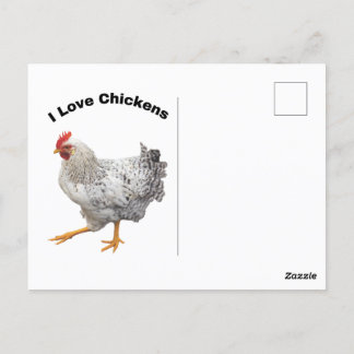I Love Chickens. chickens, humour, funny Postcard