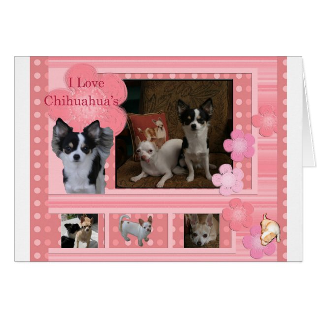 I love Chihuahuas (Front Horizontal)