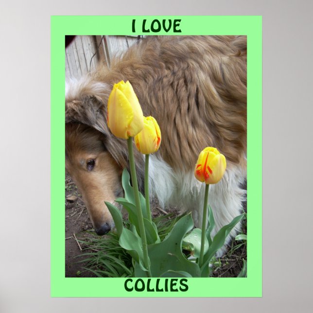 I LOVE COLLIES POSTER (Front)