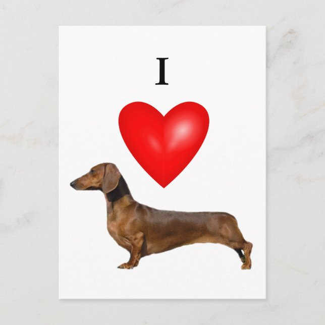I Love Dachshunds Postcard (Front)