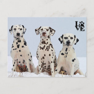 I Love Dalmatian Postcard