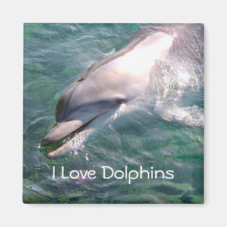 I love Dolphins Magnet