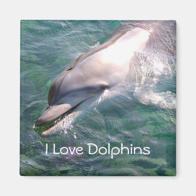 I love Dolphins Magnet (Front)