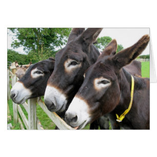 I Love Donkeys!
