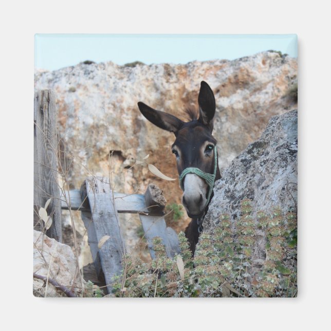 I Love Donkeys! Magnet (Front)