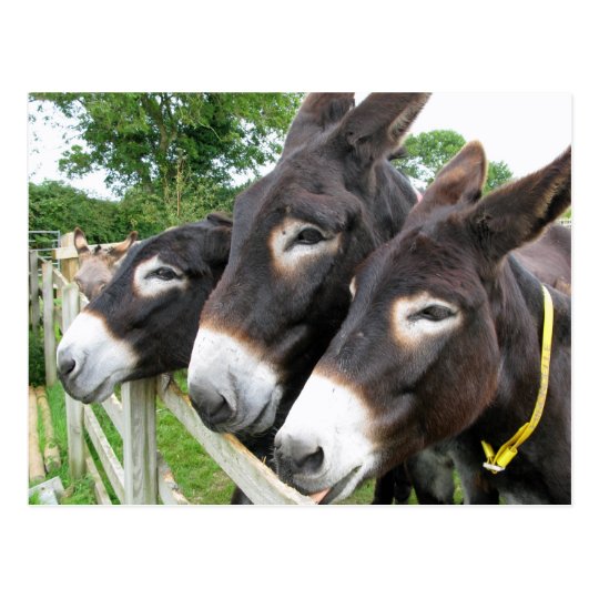I Love Donkeys! Postcard