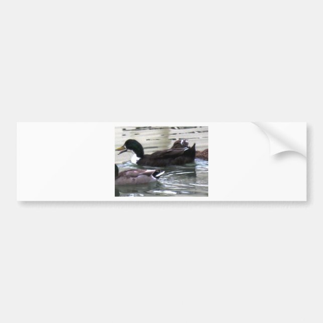 I love Ducks Bumper Sticker (Front)