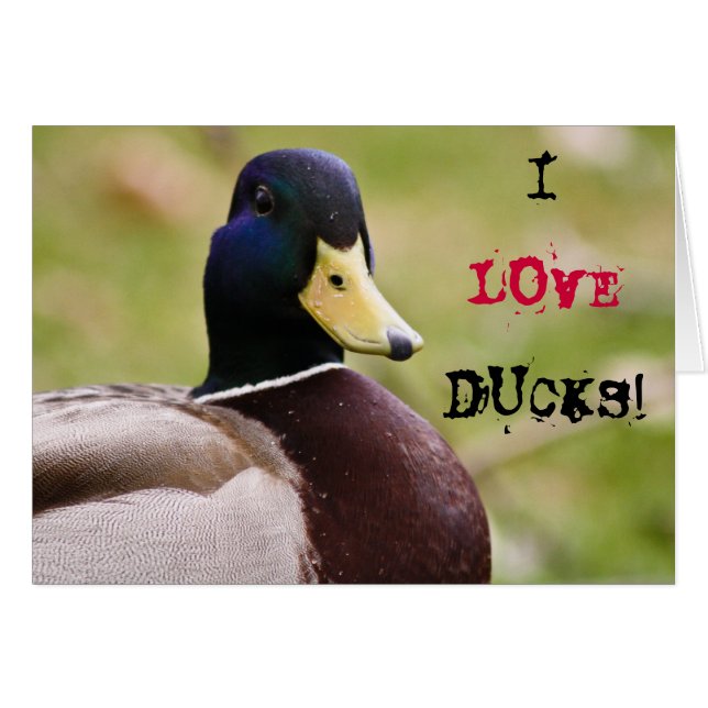 I Love Ducks Card (Front Horizontal)