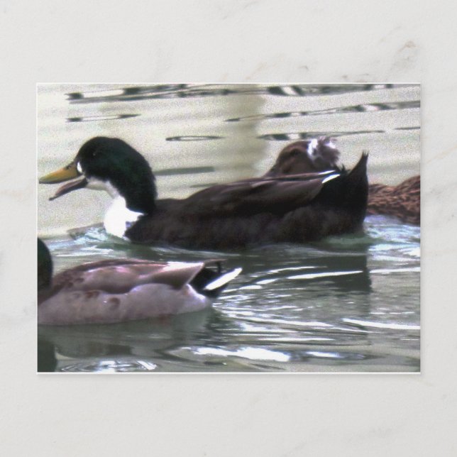 I love Ducks Postcard (Front)