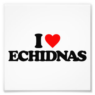I LOVE ECHIDNAS PHOTO PRINT