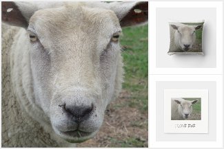 I Love Ewe Sheep Collection