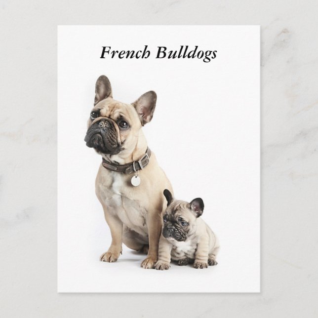 I love French Bulldogs Postcard (Front)