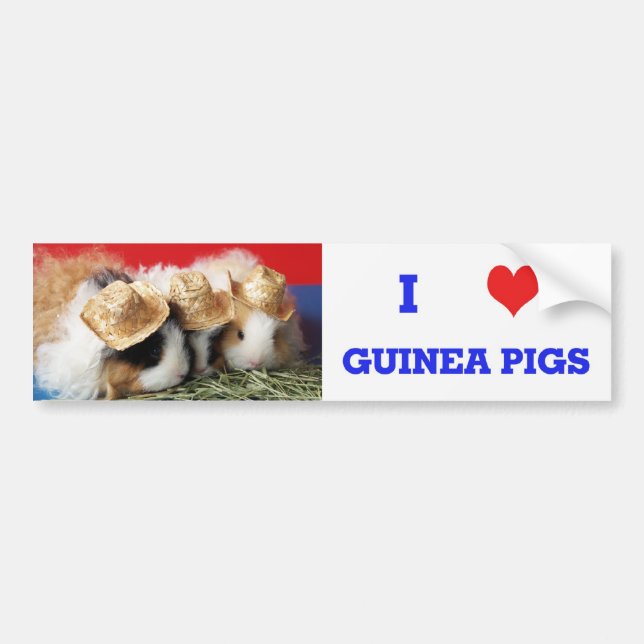 I Love Guinea Pigs Bumper Sticker (Front)