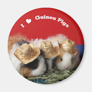 I Love Guinea Pigs Magnet