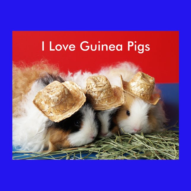 I Love Guinea Pigs Poster (Creator Uploaded)