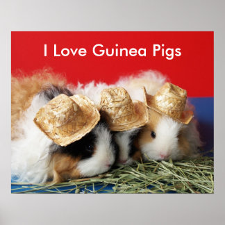 I Love Guinea Pigs Poster