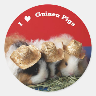 I Love Guinea Pigs Stickers