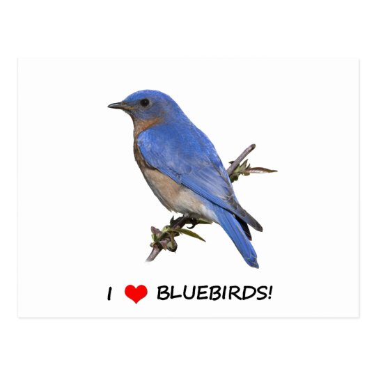 I Love (heart) Bluebirds Postcard