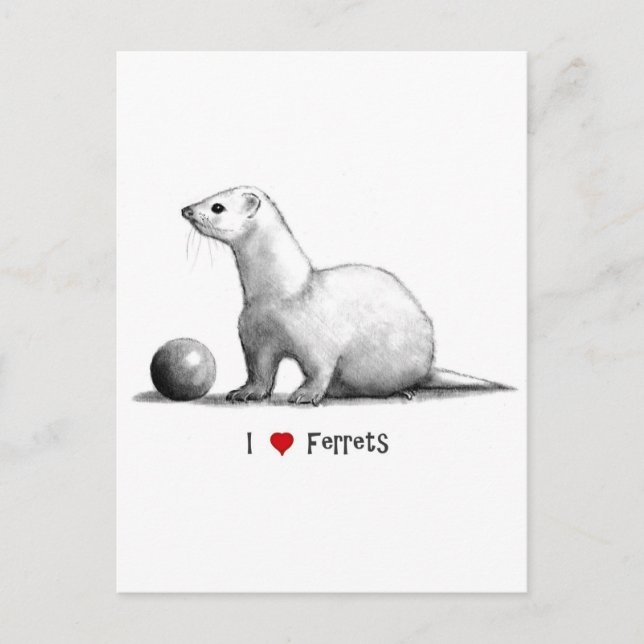 I Love (Heart) Ferrets: Pencil Drawing Postcard (Front)