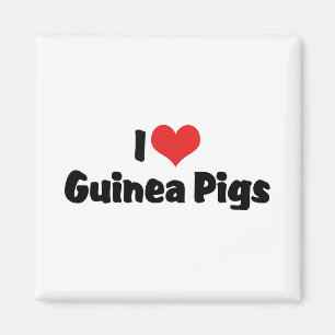 I Love Heart Guinea Pigs Magnet