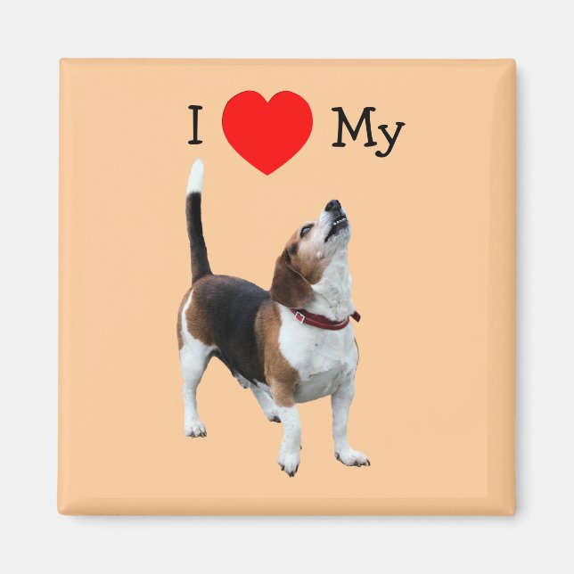 I Love Heart My Beagle Dog Magnet (Front)