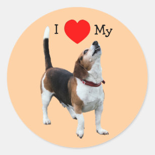 I Love Heart My Beagle Dog Sticker