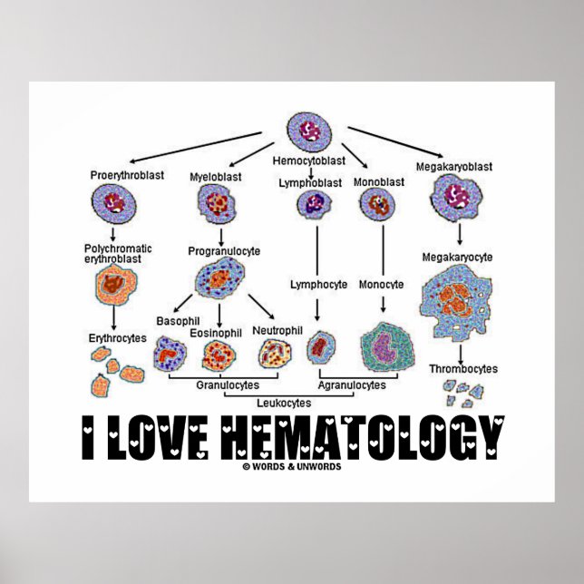 I Love Hematology Blood Cell Lineage Poster (Front)