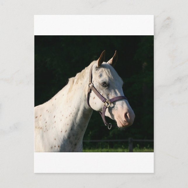 I LOVE HORSES POSTCARD (Front)
