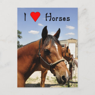 I love horses western horse postcard