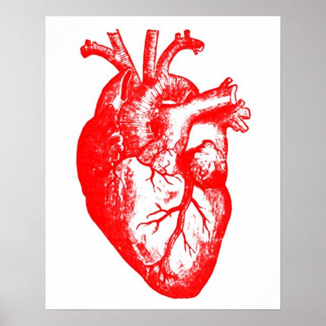I love / I heart heart anatomy Poster (Front)