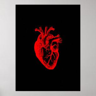 I love / I heart heart anatomy Poster