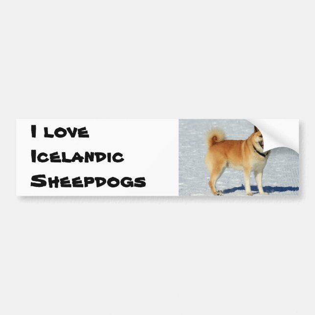 I love Icelandic Sheepdogs Bumper Sticker (Front)