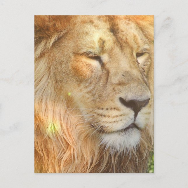 I Love Lions Postcard (Front)