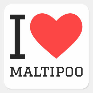 I love maltipoo square sticker