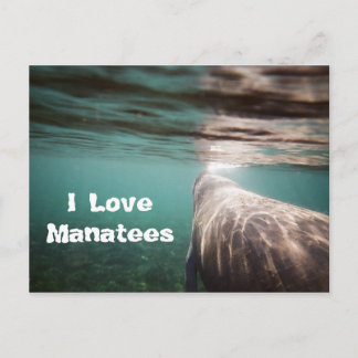 I Love Manatees Postcard