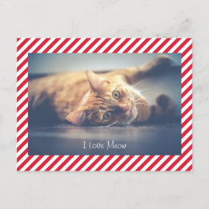 I Love Meow   Cat Valentine's Day Photo Postcard