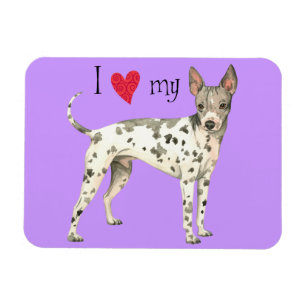 I Love my American Hairless Terrier Magnet