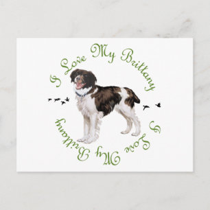 I Love My Brittany Postcard