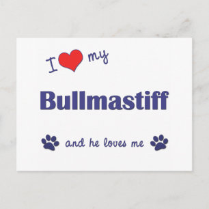 I Love My Bullmastiff (Male Dog) Postcard