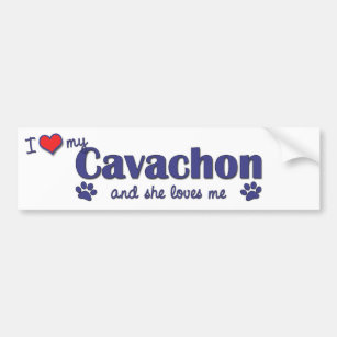 I Love My Cavachon (Female Dog) Bumper Sticker