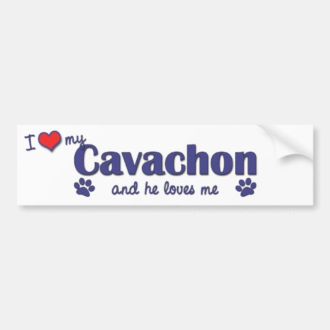 I Love My Cavachon (Male Dog) Bumper Sticker (Front)