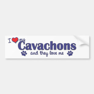 I Love My Cavachons (Multiple Dogs) Bumper Sticker