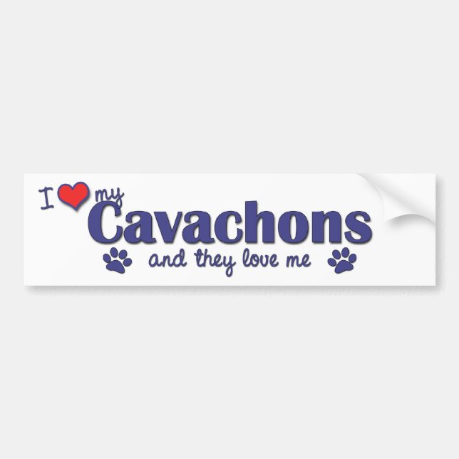 I Love My Cavachons (Multiple Dogs) Bumper Sticker (Front)